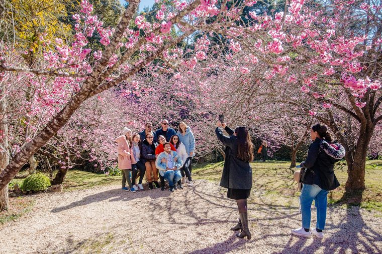 Prepare-se para a aguardada florada da sakura do Parque da Cerejeira de Campos do Jordão; evento típico reúne música, dança e gastronomia com ingressos solidários em prol do Sakura-Home, residencial para idosos.