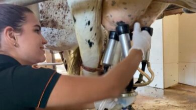 Dia Internacional do Leite: Etecs de SP mostram papel da formação técnica na cadeia produtiva