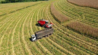 PIB paulista cresce 2% em 2025 puxado pela agropecuária