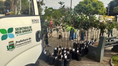 Em comemoração ao Dia da Árvore, Pindamonhangaba distribui mudas e composto orgânico no Shopping Pátio Pinda. Um gesto simples que ajuda a transformar a cidade em um lugar mais verde