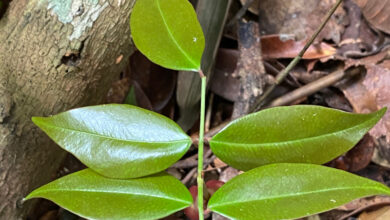 A Copaifera lucens é encontrada especialmente em áreas de Mata Atlântica (imagem: Geovane Siqueira/iNaturalist)