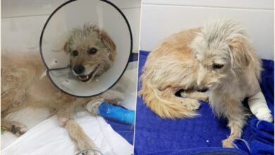Defesa Animal de Pindamonhangaba atua em caso de maus-tratos contra cachorro