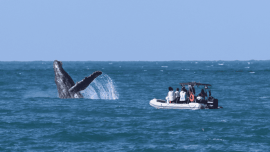 Ilhabela abre inscrições para Oficina de Boas Práticas de Observação de Baleias