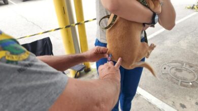Taubaté promove vacinação antirrábica para cães e gatos na Vila São Carlos. Atendimento será por ordem de chegada.