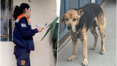 Defesa Animal reforça conscientização sobre posse responsável após caso de cão idoso em Pindamonhangaba.