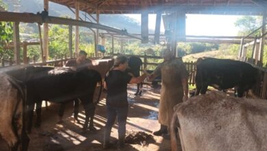 Pindamonhangaba supera 150 ações para fortalecer o setor agropecuário