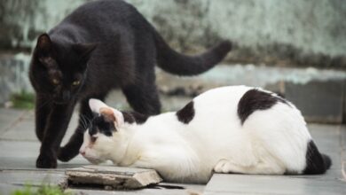 Esporotricose em Pindamonhangaba exige atenção a feridas em gatos